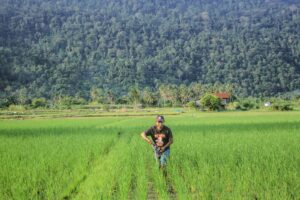 pertanian berkelanjutan daerah di wilayah pedesaan Indonesia