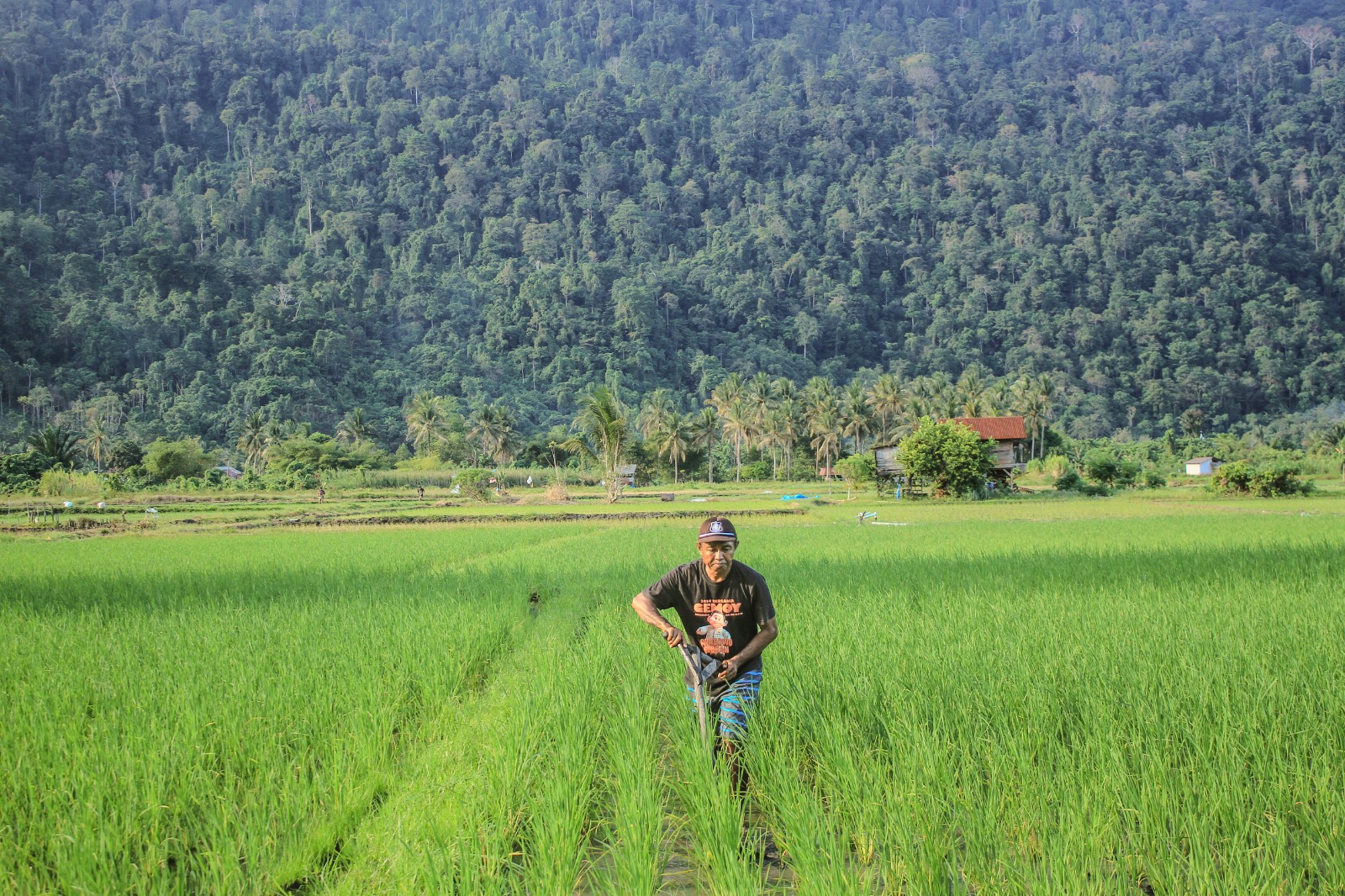 pertanian berkelanjutan daerah di wilayah pedesaan Indonesia